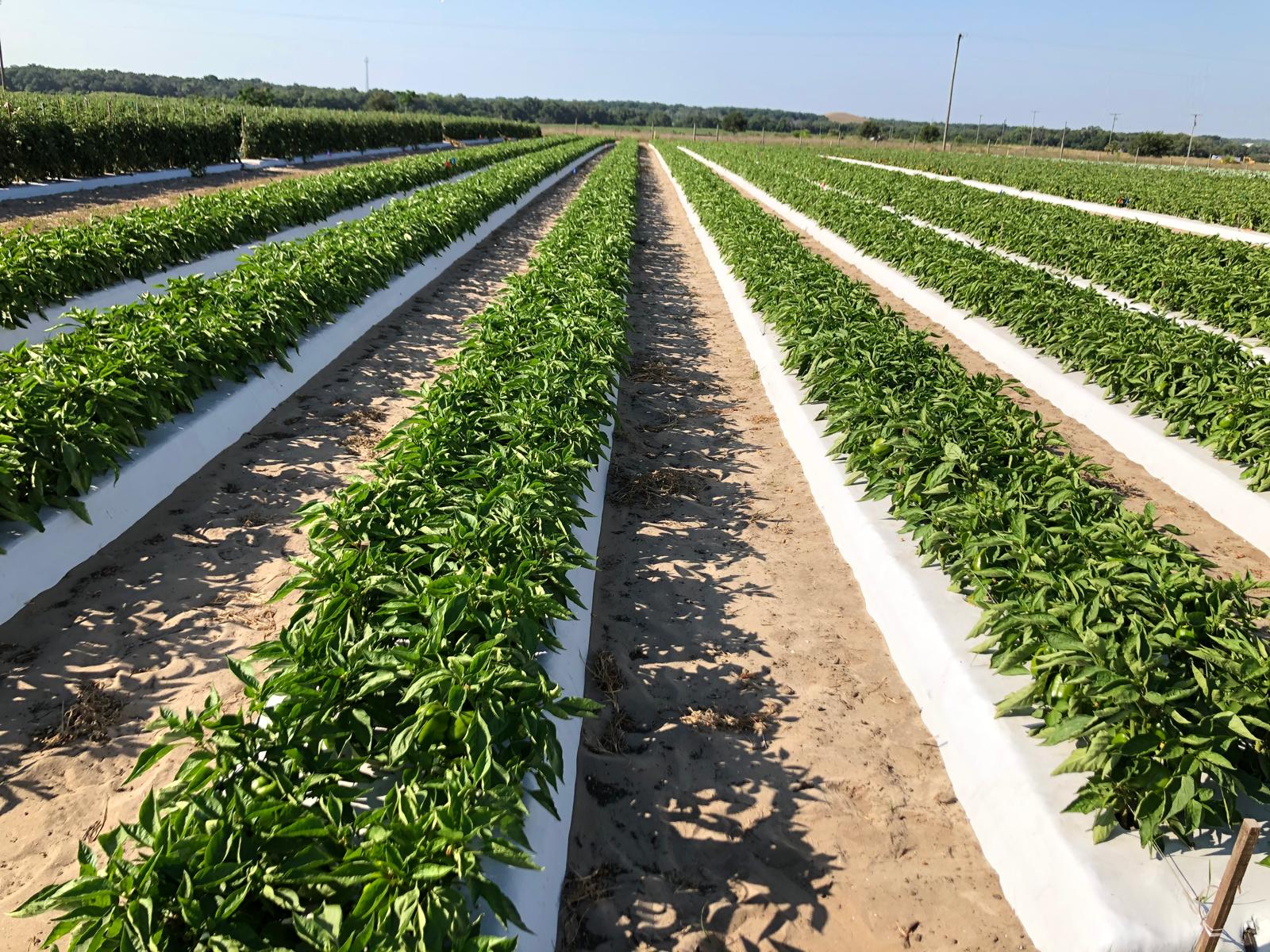 Agricultural Innovation